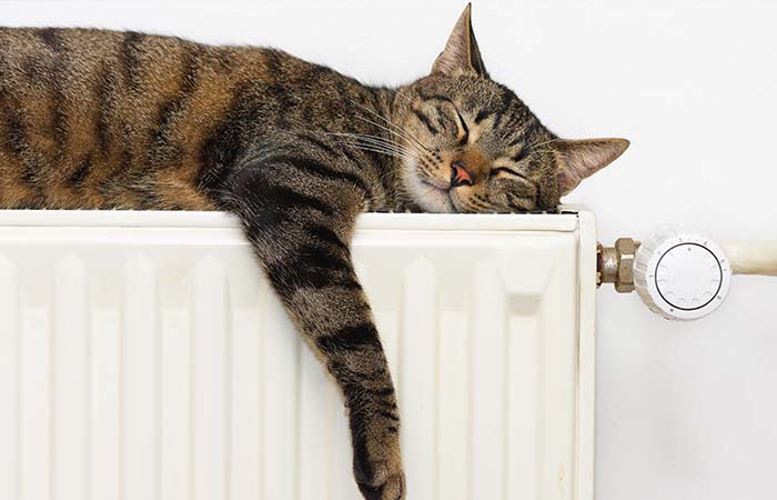 cat asleep on the radiator